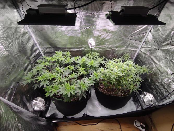 1st living soil run. Week 6