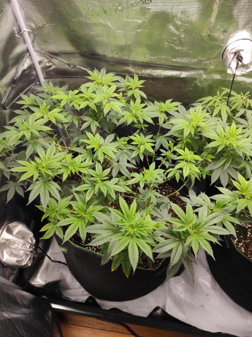 1st living soil run. Week 6