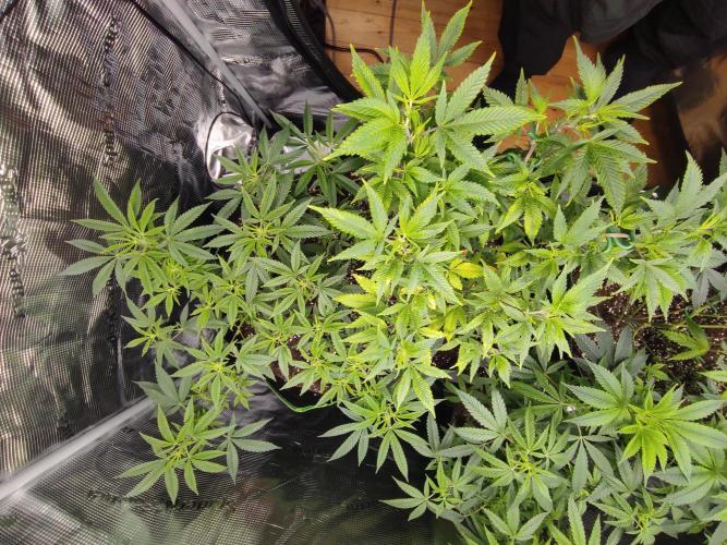 1st living soil run. Week 6