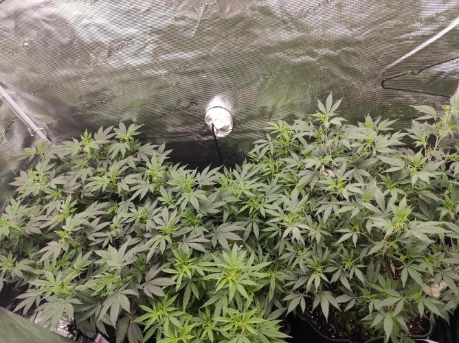 1st living soil run. Week 7 - Die Somango 