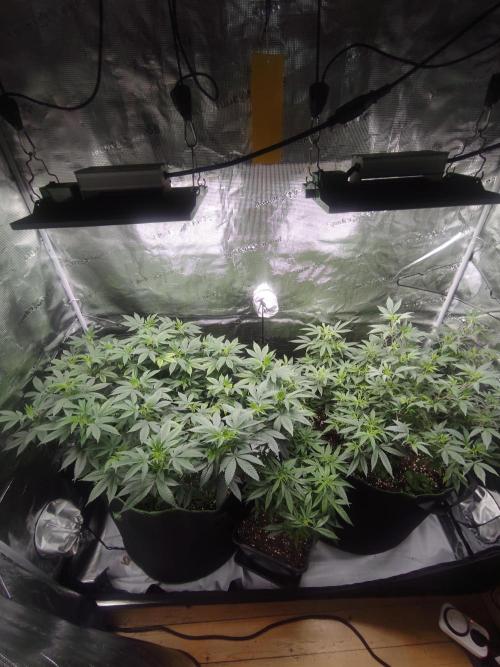 1st living soil run. Week 7 - Wachsen und gedeihen die Ladys .