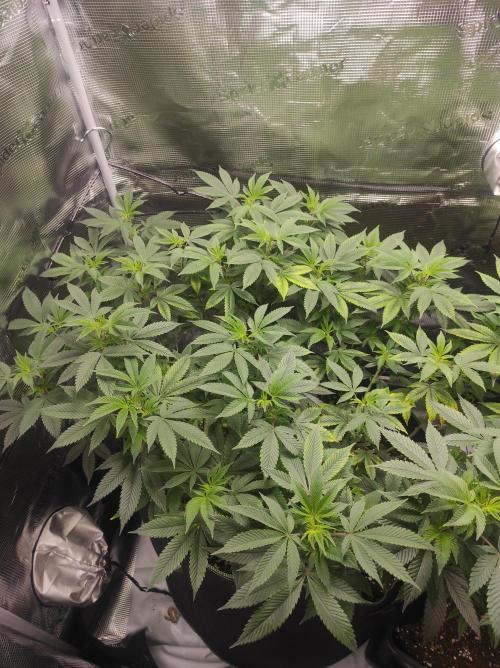 1st living soil run. Week 7