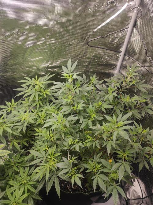 1st living soil run. Week 7