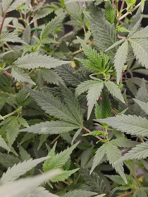 1st living soil run. Week 7 - Leichter befall