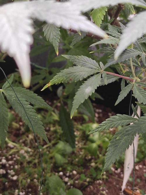 1st living soil run. Week 7 - Mehltau