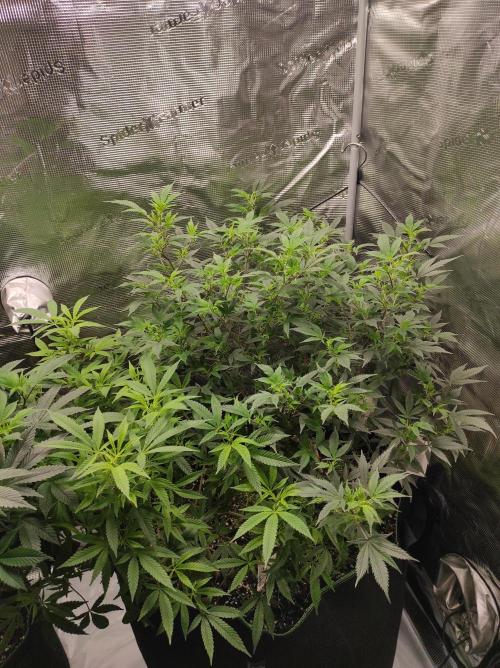 1st living soil run. Week 8