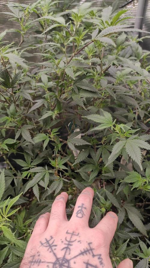 1st living soil run. Week 8