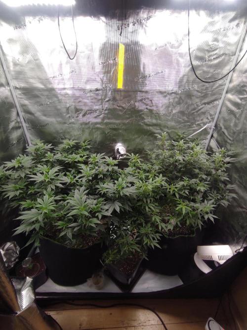 1st living soil run. Week 8