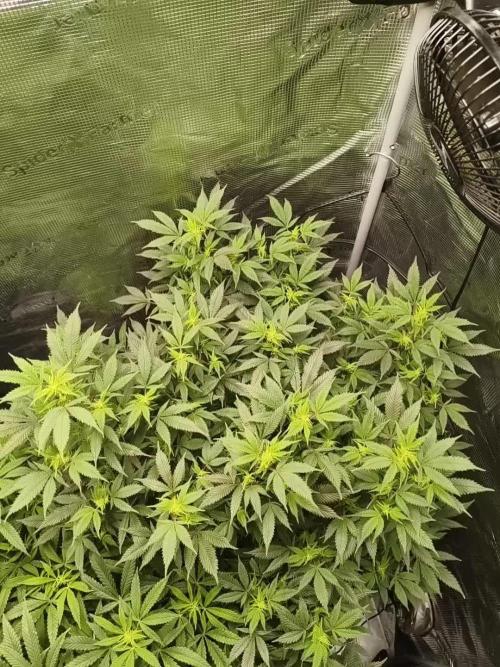 1st living soil run