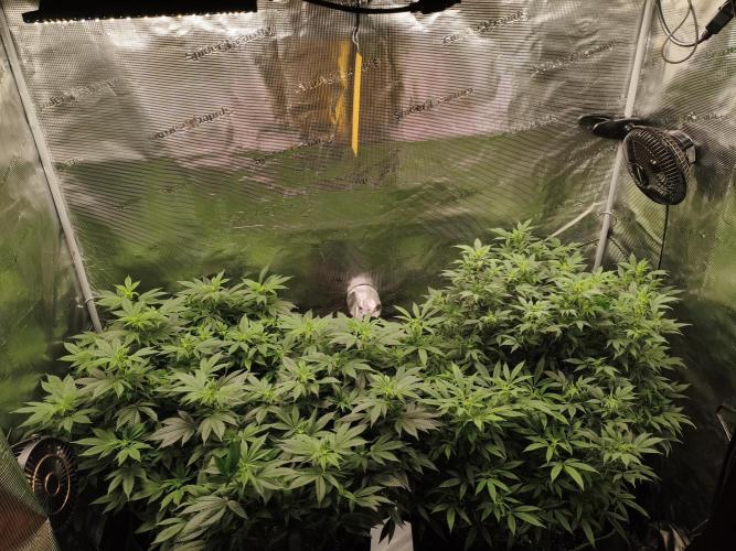 1st living soil run. Week 9