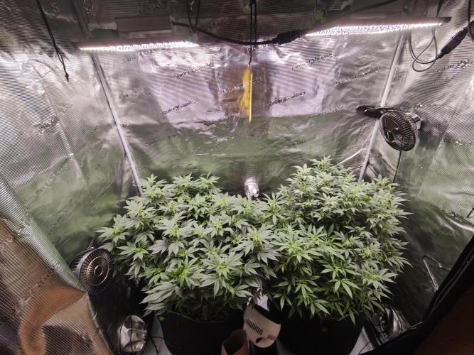 1st living soil run. Week 9