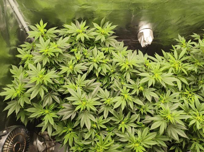 1st living soil run. Week 9