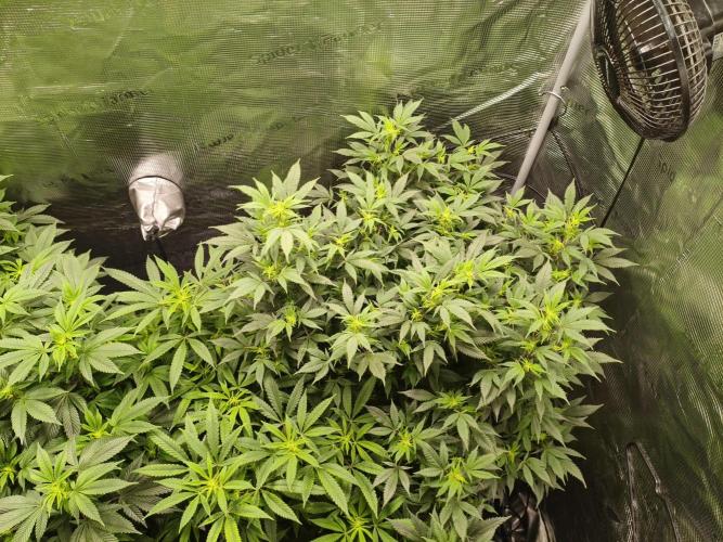 1st living soil run. Week 9