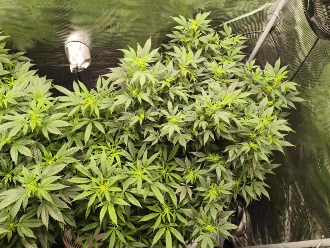 1st living soil run. Week 9