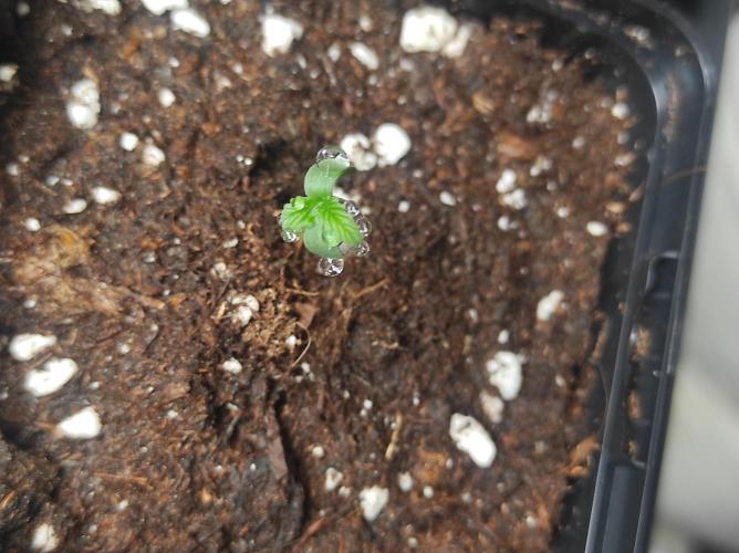 Growbox. Week 0 - Hier ein Baby im Morgentau 