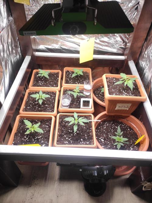 Growbox. Week 2 - Da es Anfang Sommer ist ist es etwas trocken gewesen 