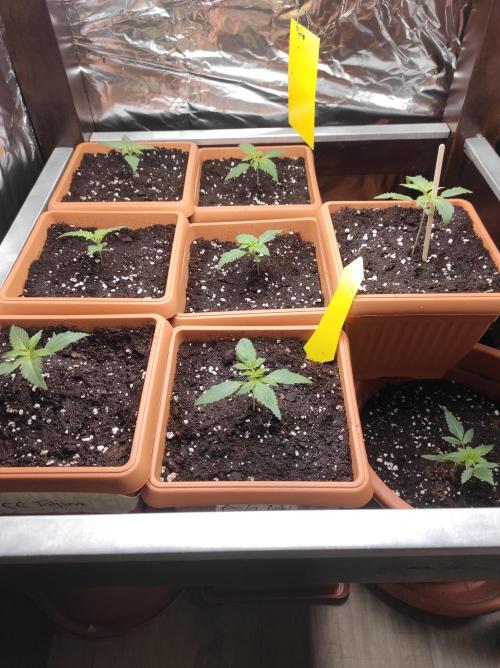 Growbox. Week 2 - Die pflanzen haben sich nach dem umsetzen schnell erholt 