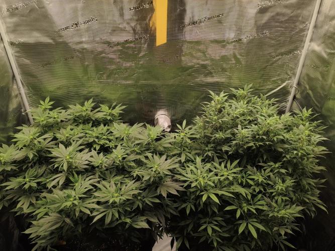 1st living soil run. Week 10 - Somango ganz Rechts klar am dominieren 