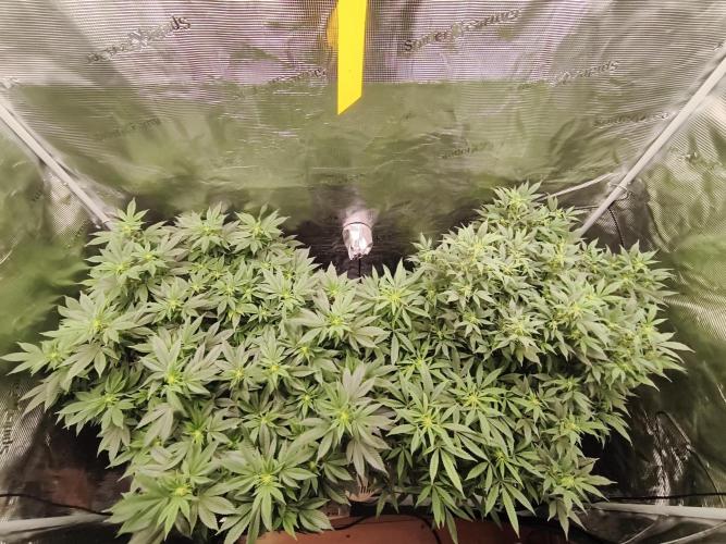 1st living soil run. Week 10 - 4 pflanzen machen das Zelt schön voll