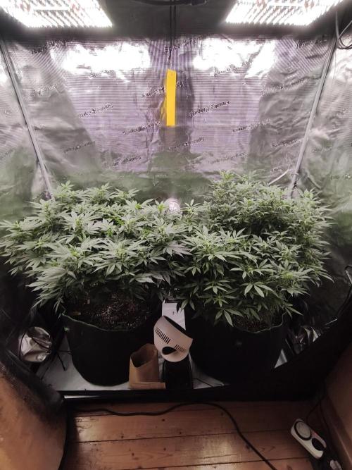 1st living soil run. Week 10