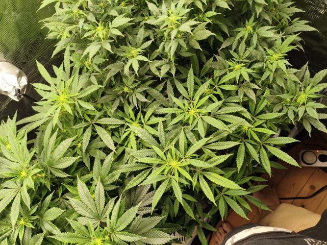 1st living soil run. Week 10 - Nur die Gipsy haze scheint nicht ganz so Happy 