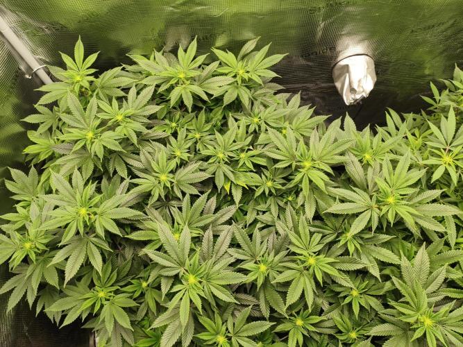 1st living soil run. Week 10 - Die Blueberry Cheesecake sind richtig vital 