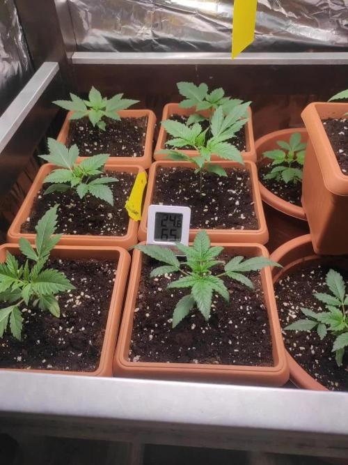 Growbox