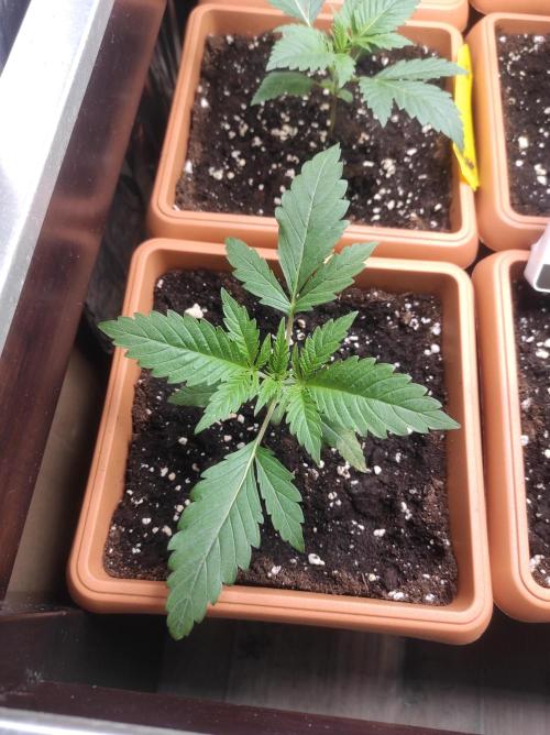 Growbox. Week 3 - Gelbtafeln hab ich mal verteilt um die trauermücken gleich im Zaum zu halten 