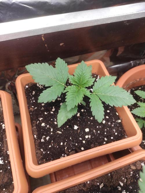 Growbox. Week 3 - Alles unterschiedliche phenos 