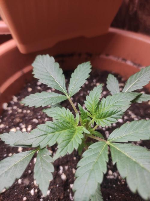 Growbox. Week 3 - Magic Guava 