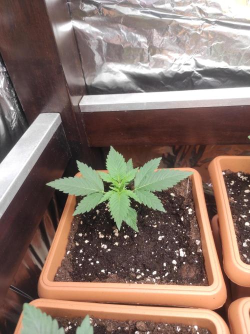 Growbox. Week 3 - Crystalcandy 