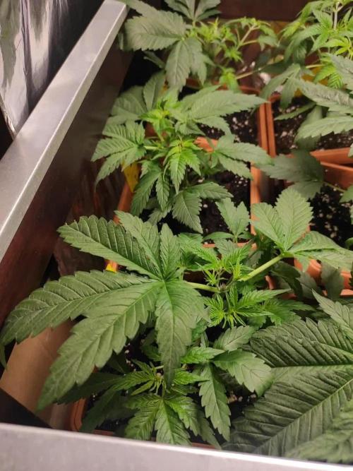 Growbox