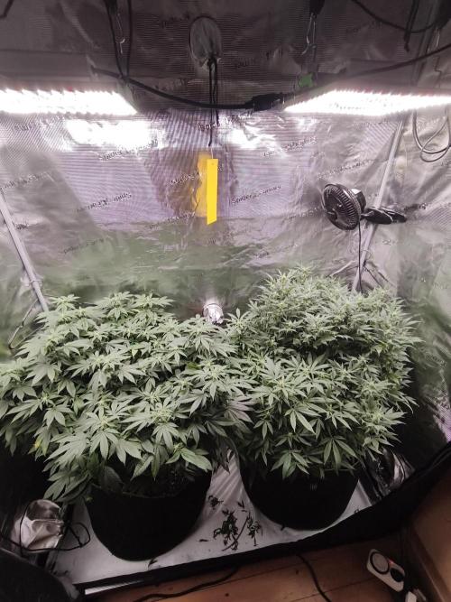 1st living soil run. Week 11 - So sah es aus vor dem Schnitt 