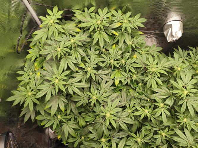 1st living soil run. Week 11 - Alles komplett dicht die Blueberry Cheesecake macht bisschen zicken 