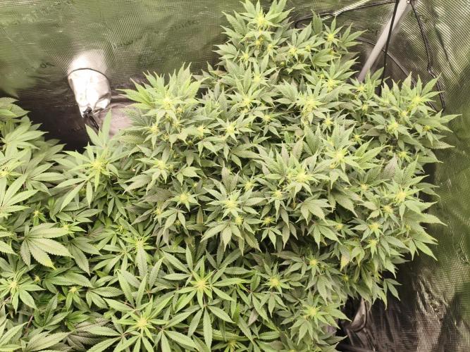 1st living soil run. Week 11 - Die Somango rastet komplett aus 