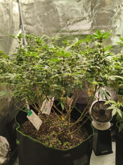 1st living soil run. Week 11 - Bisschen Licht reinlassen