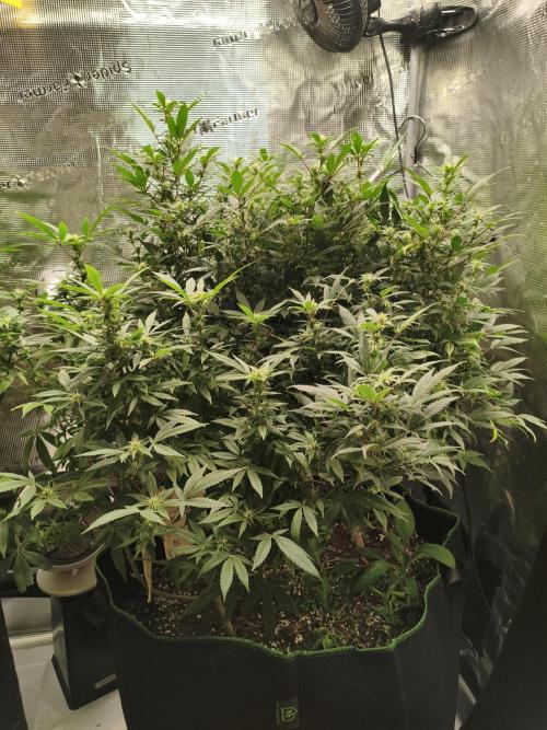 1st living soil run. Week 11 - Es waren soviele polcornbuds 