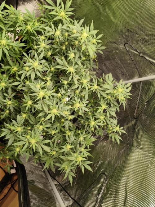 1st living soil run. Week 11