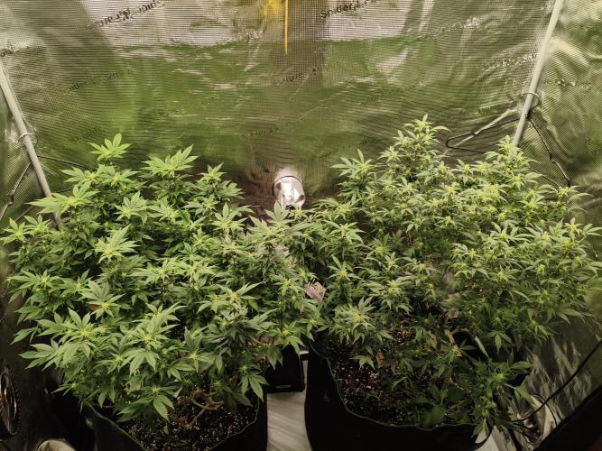 1st living soil run. Week 11