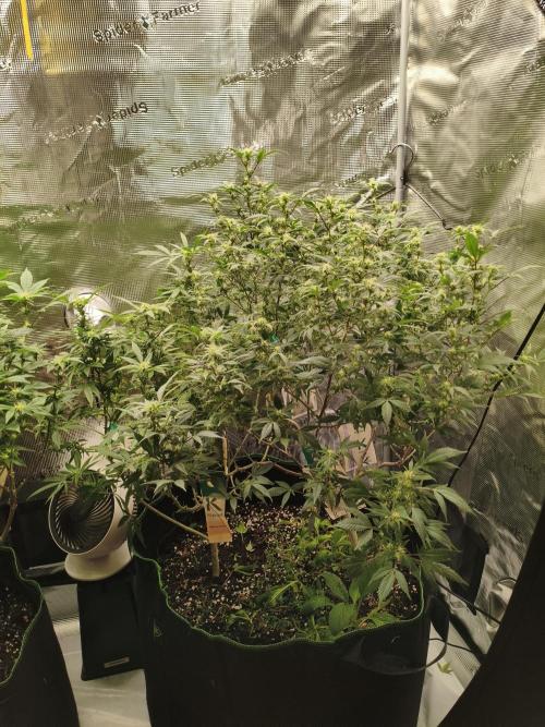 1st living soil run. Week 11