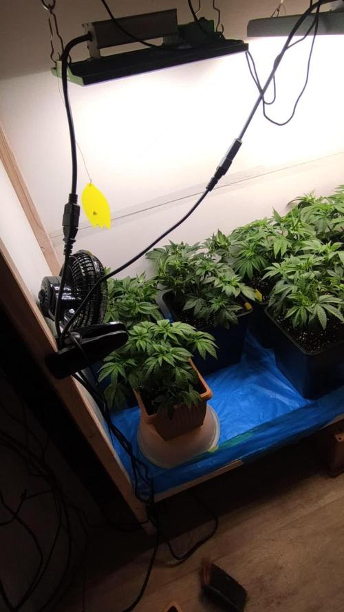 Growbox