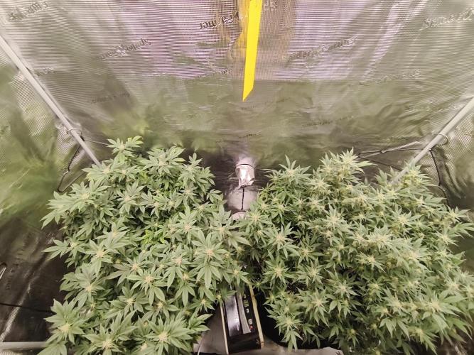 1st living soil run. Week 12