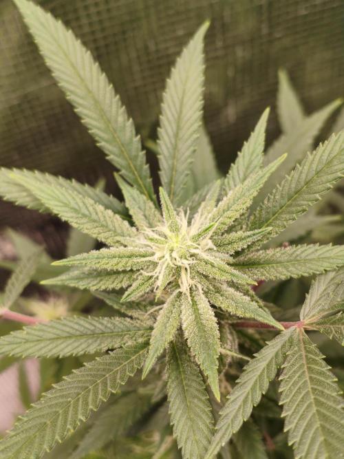 1st living soil run. Week 12 - Gipsy haze