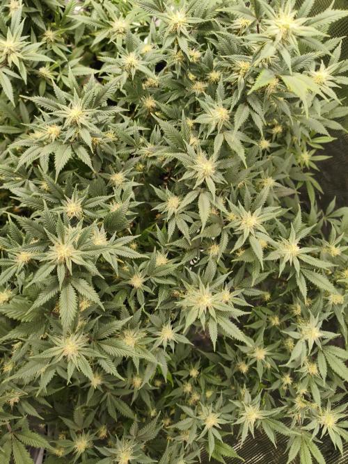 1st living soil run. Week 12 - Somango