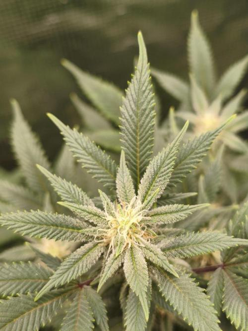 1st living soil run. Week 12 - Somango