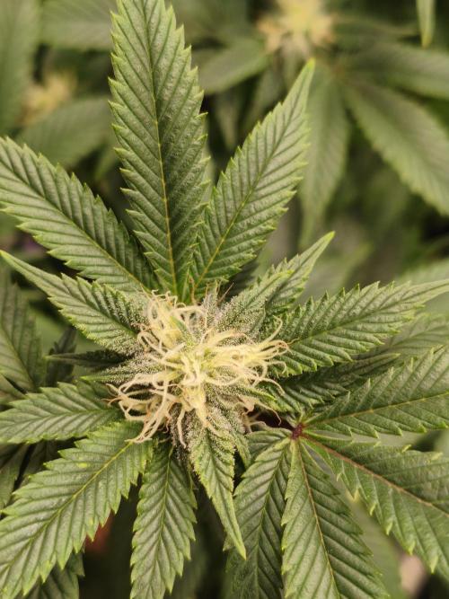 1st living soil run. Week 12 - Blueberry Cheesecake 