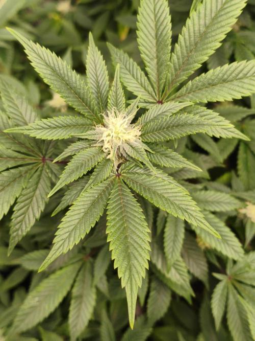 1st living soil run. Week 12