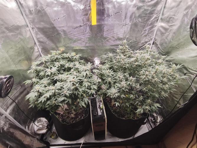 1st living soil run. Week 13
