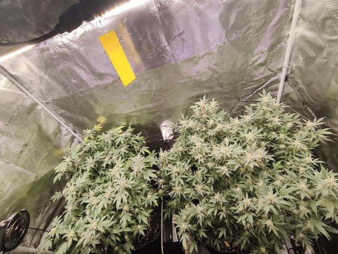 1st living soil run. Week 13