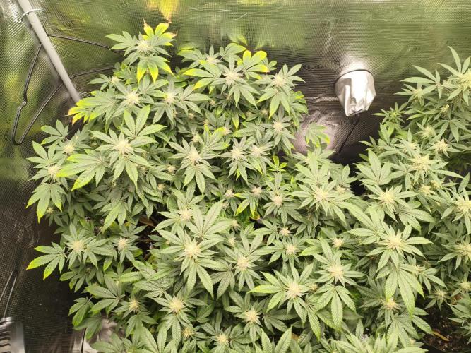 1st living soil run. Week 13